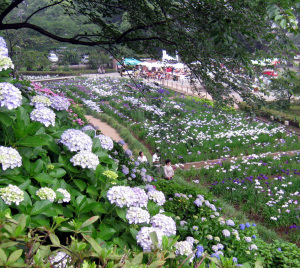 小田原城址の紫陽花。
