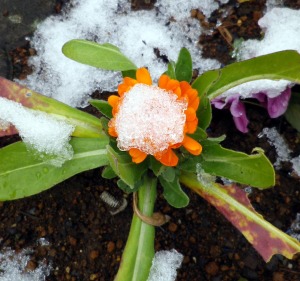 雪をかぶった花 雪をかぶった花