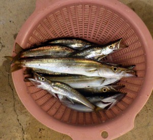 7月11日の釣果