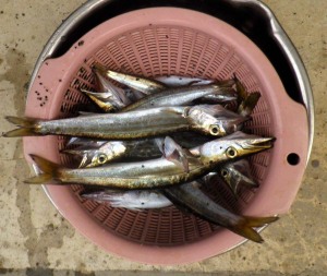 7月20日の釣果
